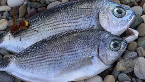 Wasp On The Fresh Fish Stock Footage 121401428