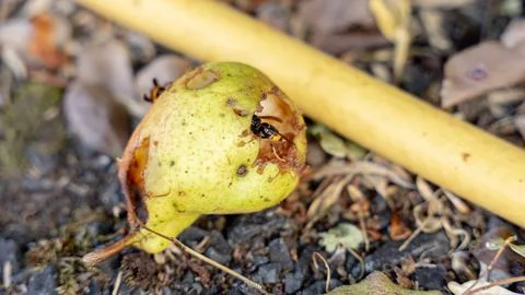 Wasp on the fruit Stock Photos