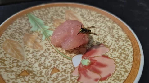 A wasp gets meat for her offspring Stock Footage 343985106