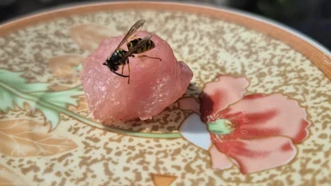 A wasp gets meat for her offspring Stock Footage 343985558