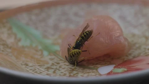 A wasp gets meat for her offspring Stock Footage 343986204