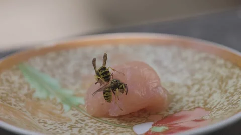 A wasp gets meat for her offspring Stock Footage 343986382