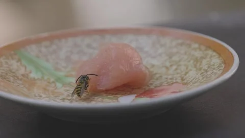 A wasp gets meat for her offspring Stock Footage 343986383