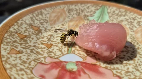 A wasp gets meat for her offspring Stock Footage 343986504