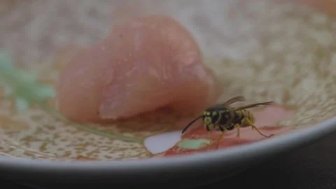 A wasp gets meat for her offspring Stock Footage 343986557
