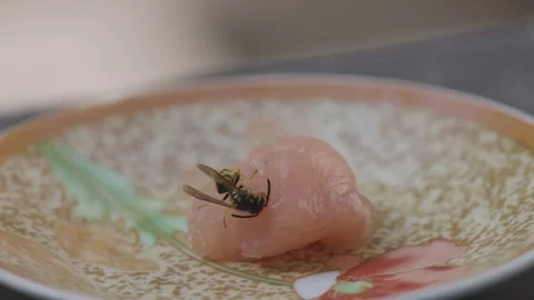 A wasp gets meat for her offspring Stock Footage 343986600