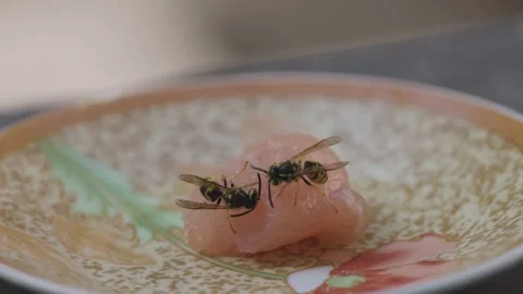 A wasp gets meat for her offspring Stock Footage 343986601