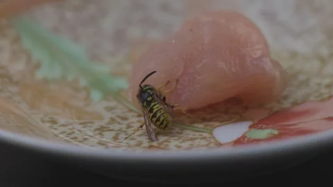 A wasp gets meat for her offspring Stock Footage 343986632