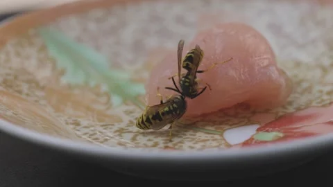 A wasp gets meat for her offspring Stock Footage 343986705