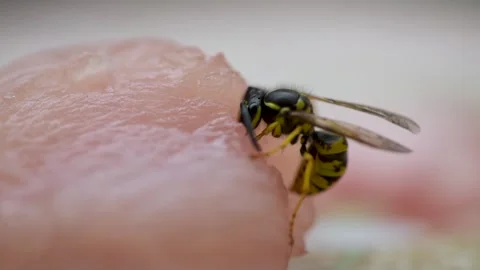 A wasp gets meat for her offspring Stock Footage 343987145
