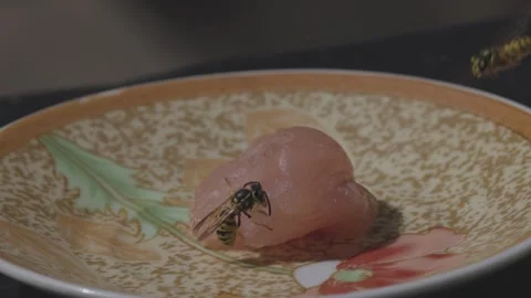 A wasp gets meat for her offspring Stock Footage 343987559