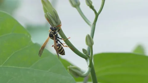 Wasp getting ready to fly, protection against wind and predators Stock Footage 159743749