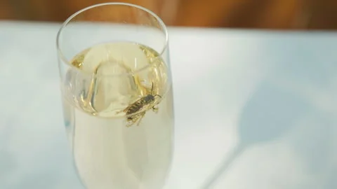 Wasp in a glass with a drink Stock Footage 101569496