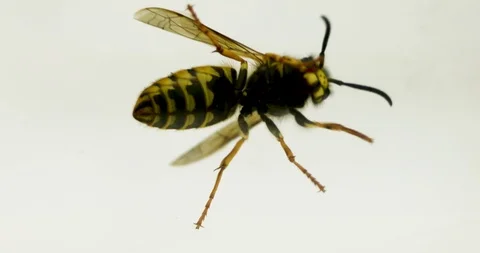 Wasp on glass Stock Footage 126228907