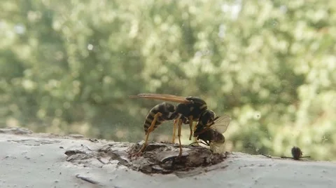 Wasp Gobble up Dead Fly Near Head of Fly Super Macro Stock Footage 67216421