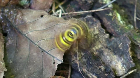 Wasp with golden crown on its back flies up spins and lands Stock Footage 68277997