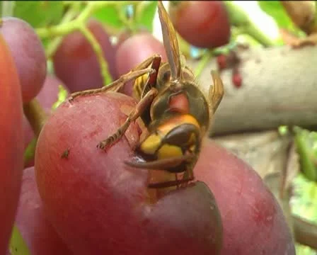 Wasp on grape Stock Footage 10807185