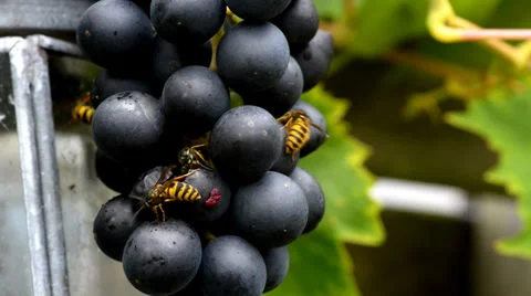 Wasp on grape fruit Video stock 30053917