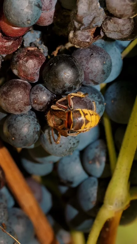 Wasp on grapes. ripe grape bunch. close-up. A large wasp sits on a bunch of ripe Stock Footage 315448647