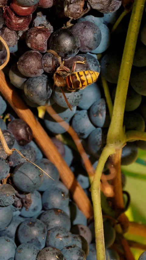 Wasp on grapes. ripe grape bunch Stock Footage 321461892