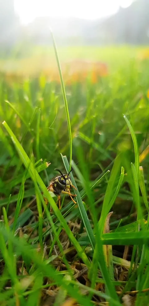 Wasp in the grass goosebumps Stock Footage 141322875