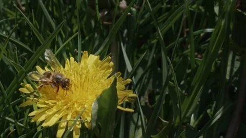 Wasp graze Stock Footage 195452274