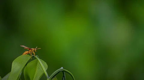 Wasp on a green leaf with a blurry background Foto stock