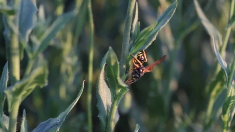 Wasp on green leaf. Macro of a Wasp Searching food while Walking on a Leaf Stock Footage 107898711