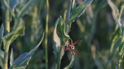 Wasp on green leaf. Macro of a Wasp Searching food while Walking on a Leaf Video stock 107898825