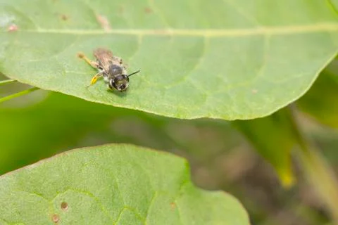 Wasp on a green leaf Stock Photos