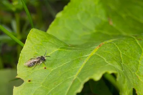 Wasp on a green leaf Stock Photos