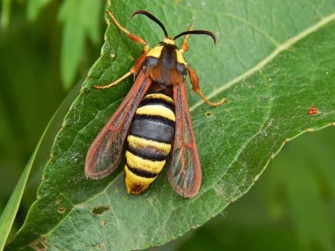 Wasp on a green leaf of a tree close up Stock Photos