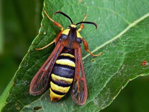 Wasp on a green leaf of a tree close up Stock Photos