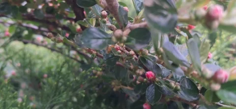 ​Wasp on Green Shrub with Buds Stock Footage 336131670