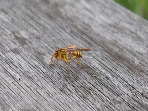 Wasp grooming Video stock 83289129