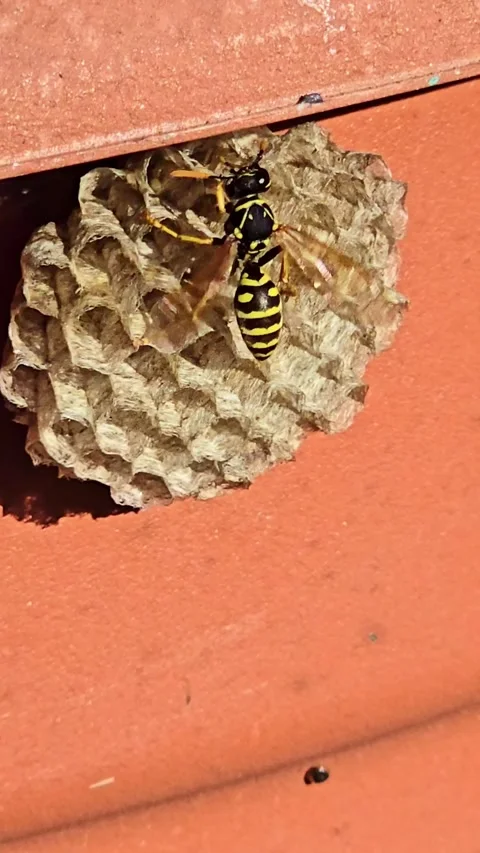 Wasp Grooming Itself on Paper Nest Stock Footage 334789083