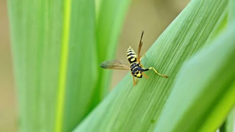 Wasp Grooms Itself On Corn Leaf Stock Footage 340603633
