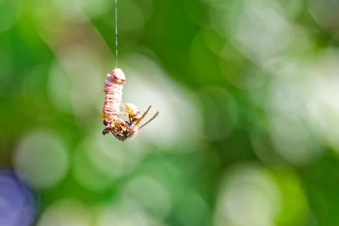 Wasp hanging from cocoon on a thin silk thread with green bokeh background Stock Photos