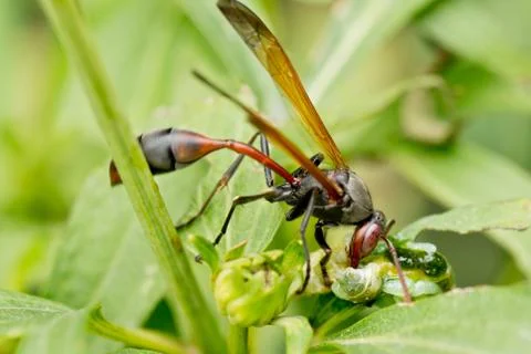 A wasp having a meal 스톡 사진