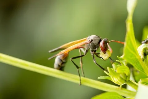 A wasp having a meal 写真素材