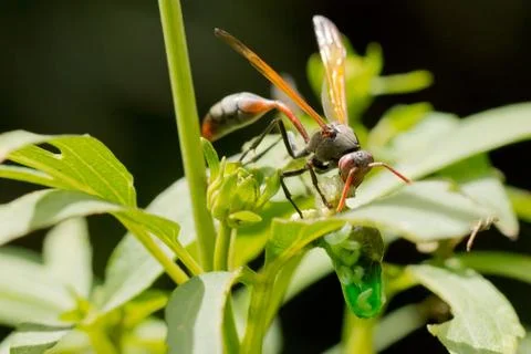 A wasp having a meal 스톡 사진