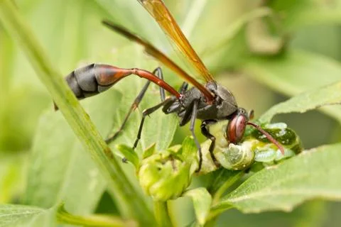 A wasp having a meal Foto stock