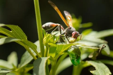 A wasp having a meal Stock Photos