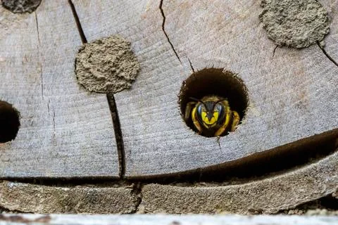 Wasp head close-up Stock Photos