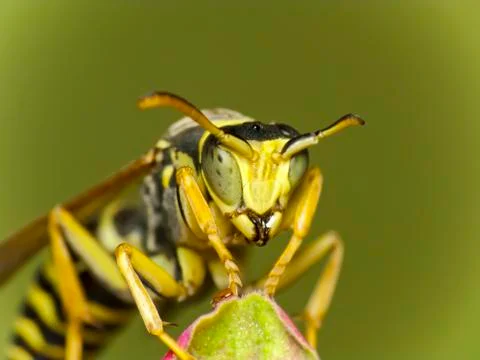 Wasp head Stock Photos