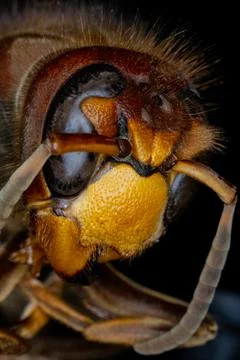 Wasp head 写真素材