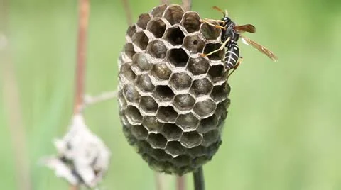 Wasp on his nest Stock Footage 11898972