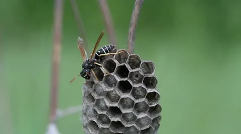 Wasp on his nest Stock Footage 11898987