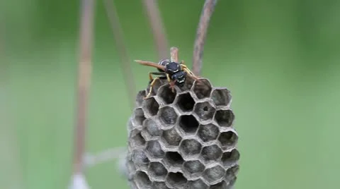 Wasp on his nest Stock Footage 11898996