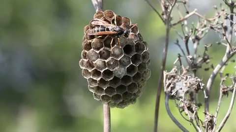 Wasp on his nest Stock Footage 11899067